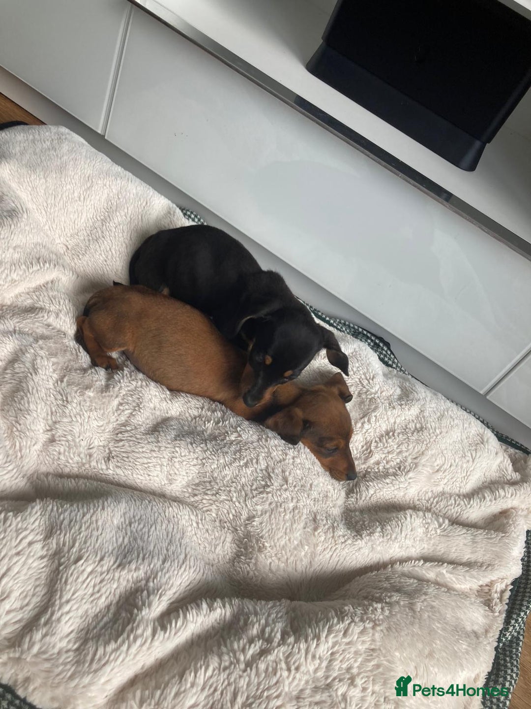 Dachshund dogs for sale: 2 dachshund pups - Image 6