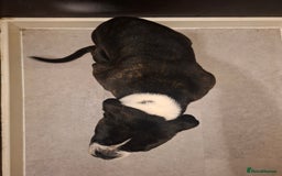 Alapaha Blue Blood Bulldog dogs for sale: Female alapaha blueblood bulldog - Image 3