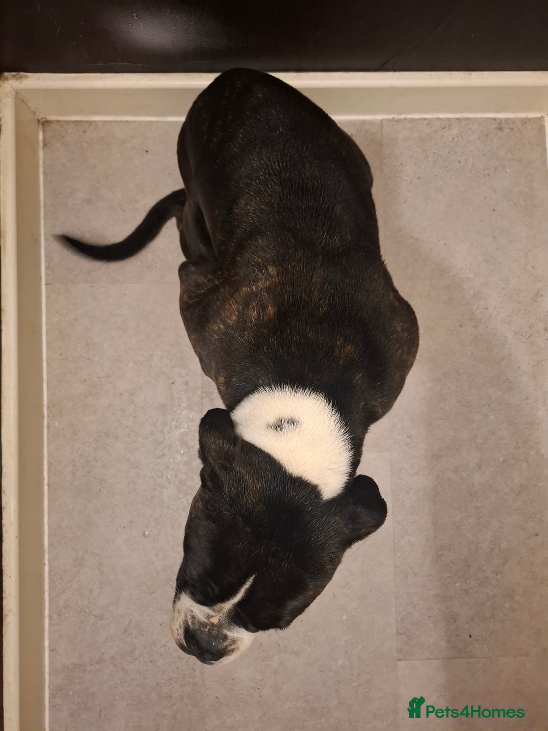 Alapaha Blue Blood Bulldog dogs for sale: Female alapaha blueblood bulldog - Image 3