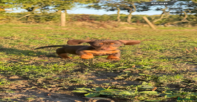 Miniature Dachshund dogs - Advert 8