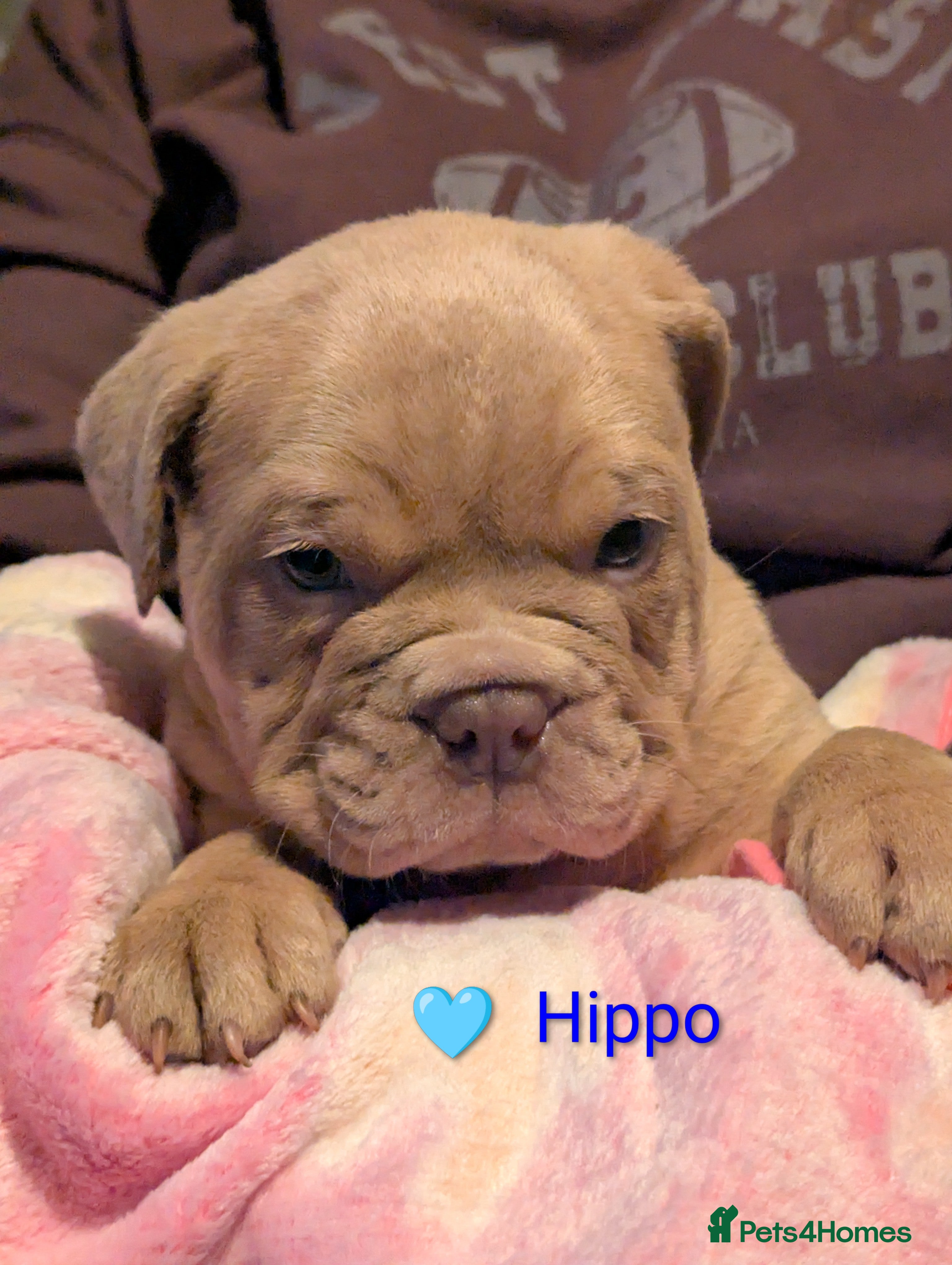 Old Tyme Bulldog dogs STUNNING OLD TYME ENGLISH BULLDOG PUPPIES  - Advert 3