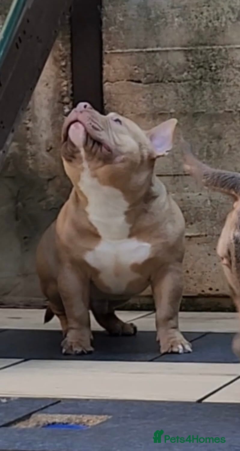 American Bully dogs American Bully Pocket Male  - Advert 3
