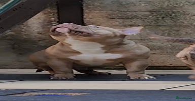 American Bully dogs American Bully Pocket Extreme Male  - Advert 8