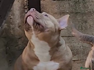 American Bully dogs American Bully Pocket Male - Advert 2