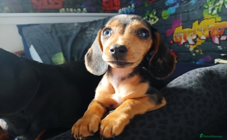 Dachshund dogs - Advert 1