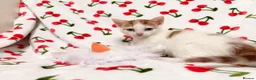 Mixed Breed cats for sale: Adorable Baby Boys Looking for Loving Homes - Advert 4