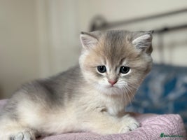 British Shorthair cats Ready Champion lines BSH - Advert 8