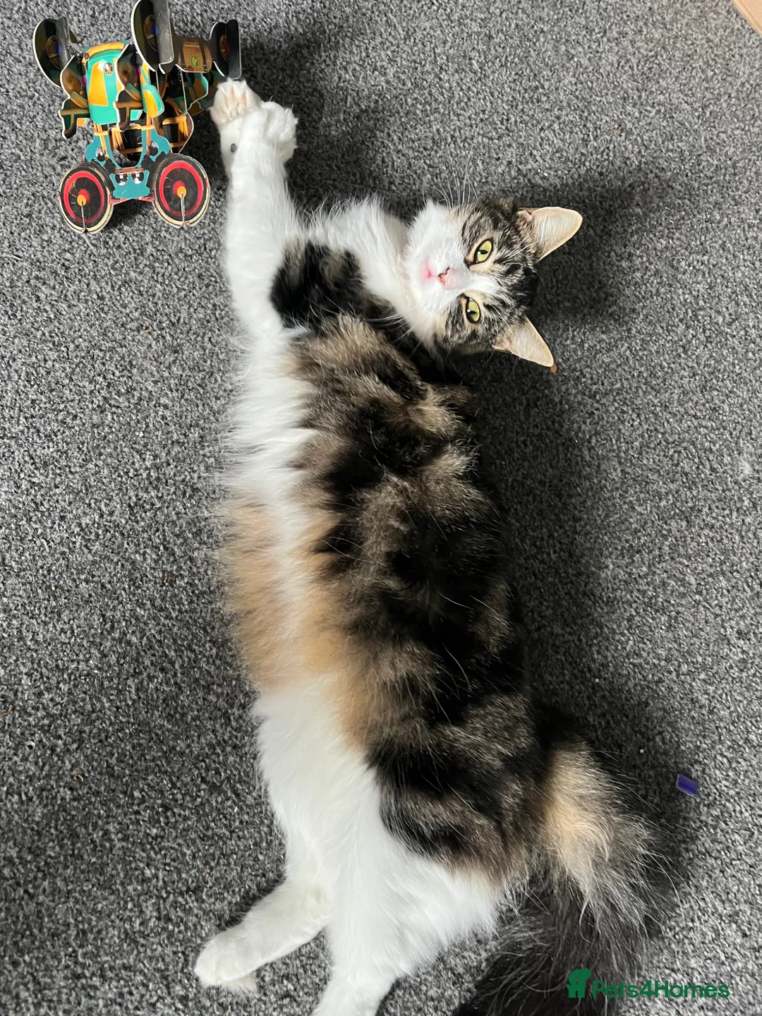 British Longhair cats for sale: Female long hair cat in Bathgate - Advert 4