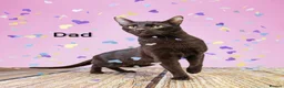 Suffolk cats for sale: GCCF registered Chocolate Suffolk Kittens - Advert 7