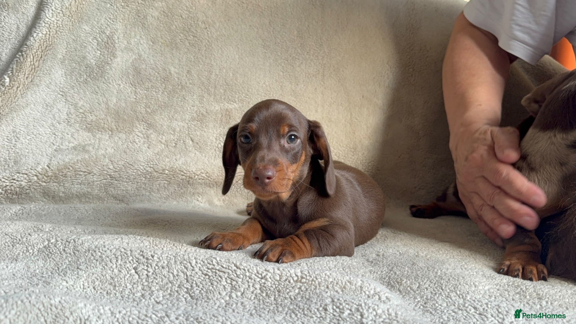 Dachshund dogs for sale: 3ADORABLE PUPPIES LOOKING FOR THEIR FOREVER HOMES! - Advert 1