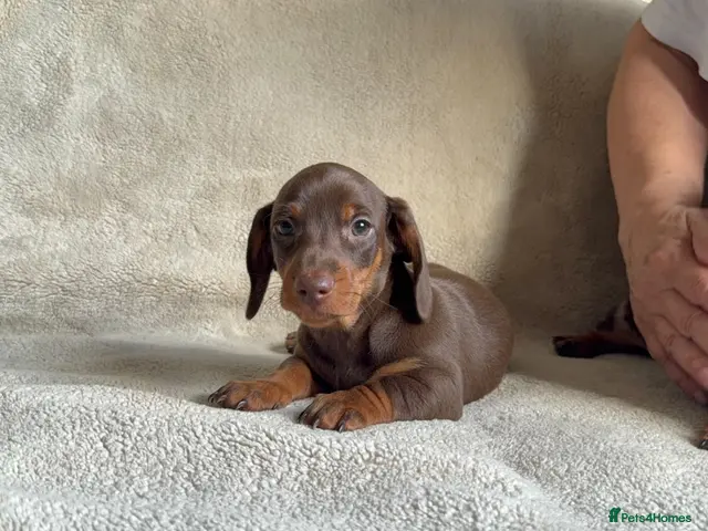 Dachshund dogs for sale: 3ADORABLE PUPPIES LOOKING FOR THEIR FOREVER HOMES! - Advert 1