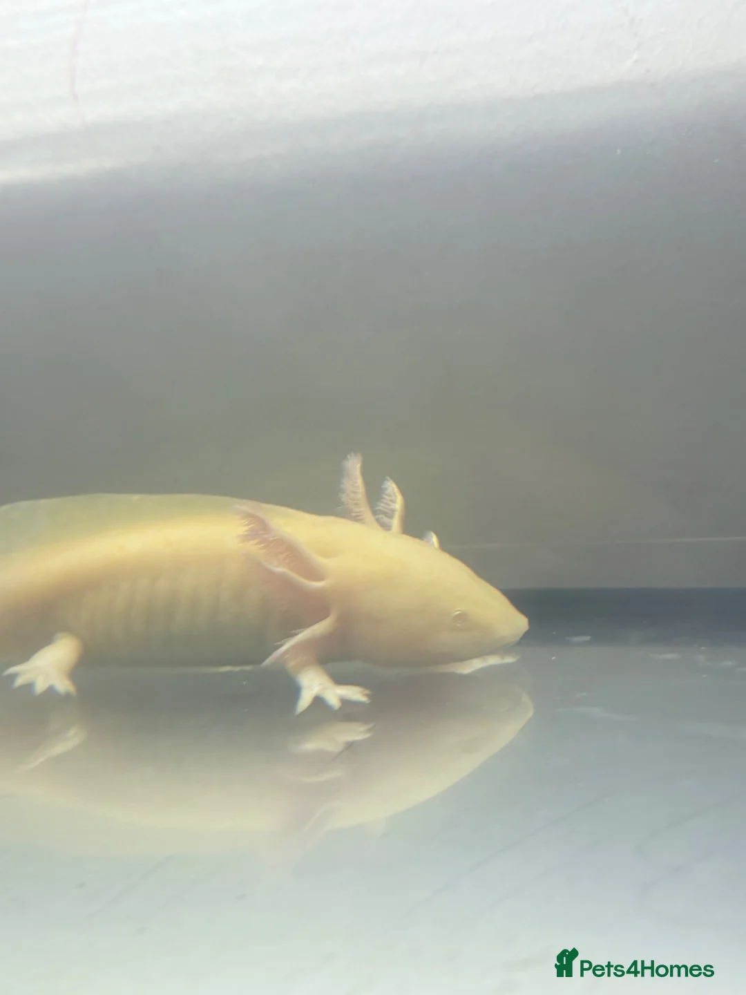 Other/Mixed Breed fish for sale: Albino Axolotl set up - Advert 2