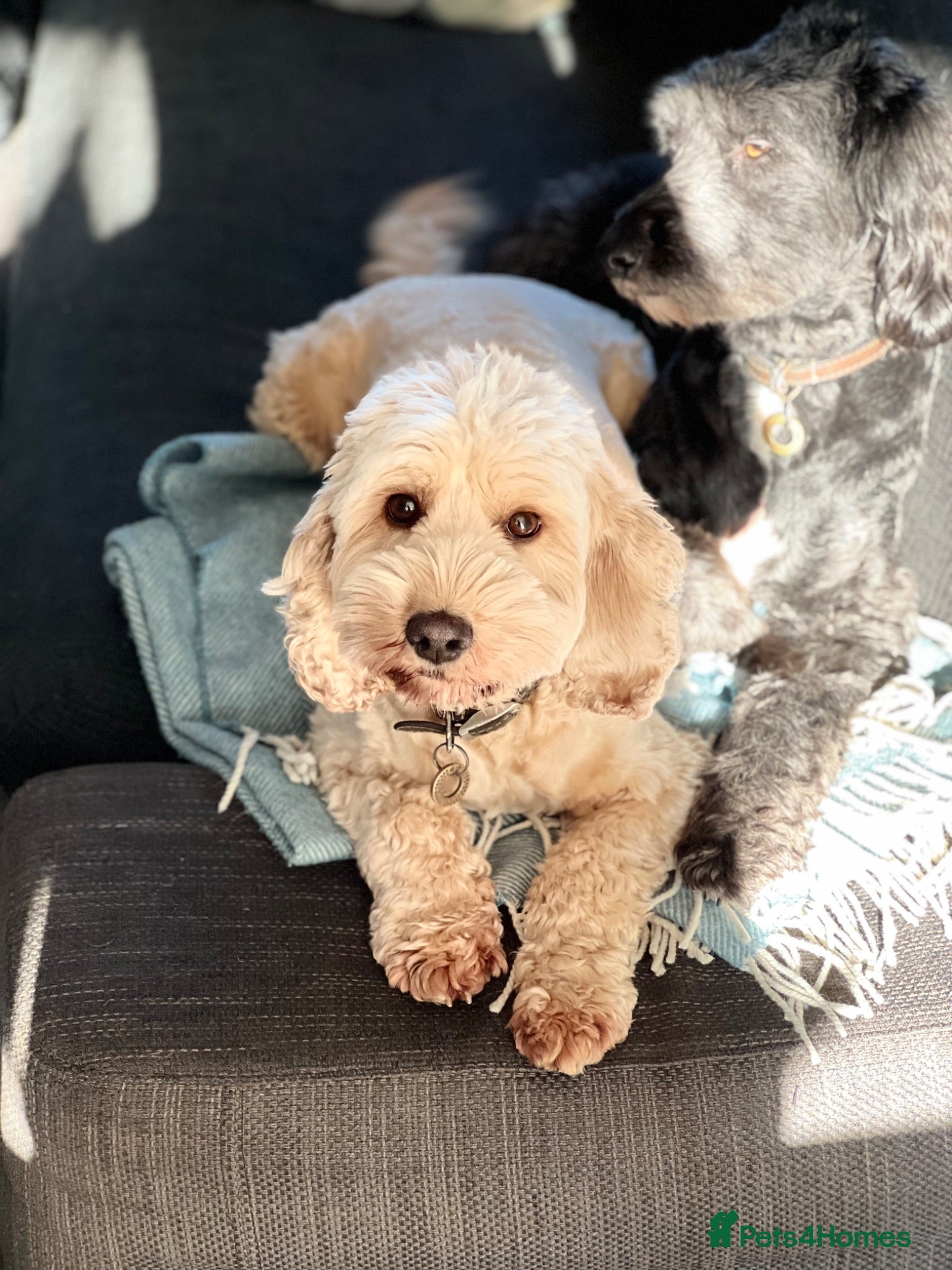 Cockapoo dogs Lemon Roan Cockapoo very pretty girl  - Advert 3