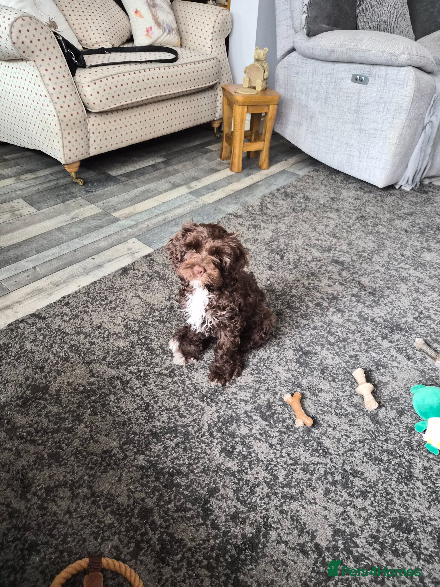 Mixed Breed dogs Lovely  Chocolate girl cavapoo  - Advert 1