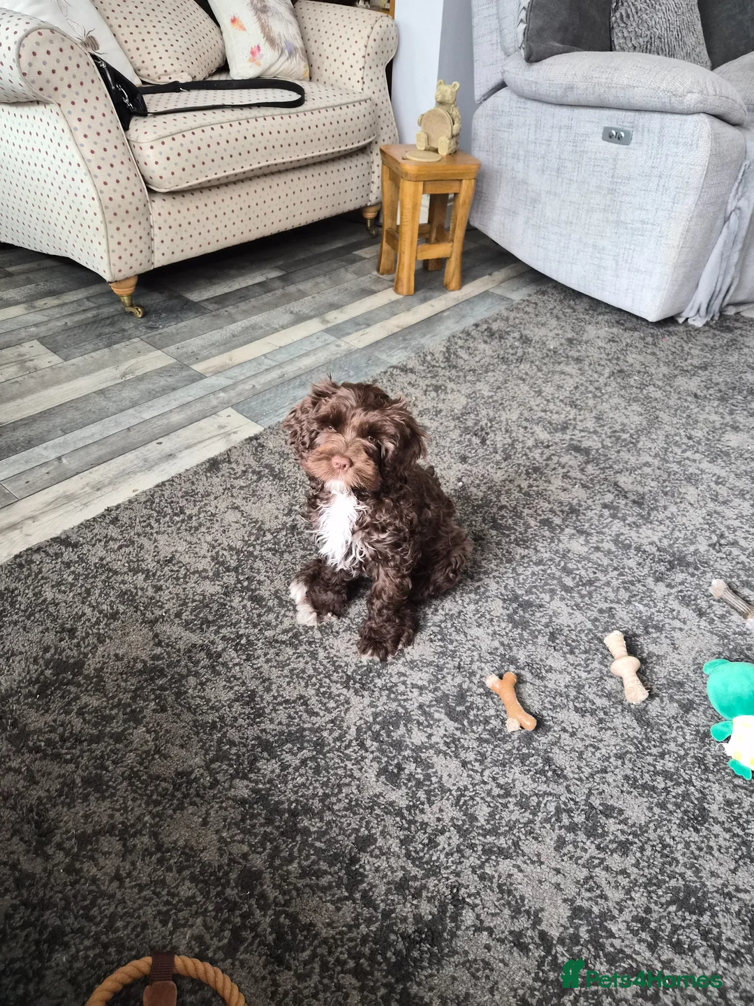 Mixed Breed dogs for sale: Lovely  Chocolate girl cavapoo  - Advert 1