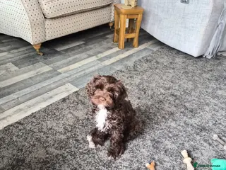 Mixed Breed dogs Lovely Chocolate girl cavapoo - Advert 1