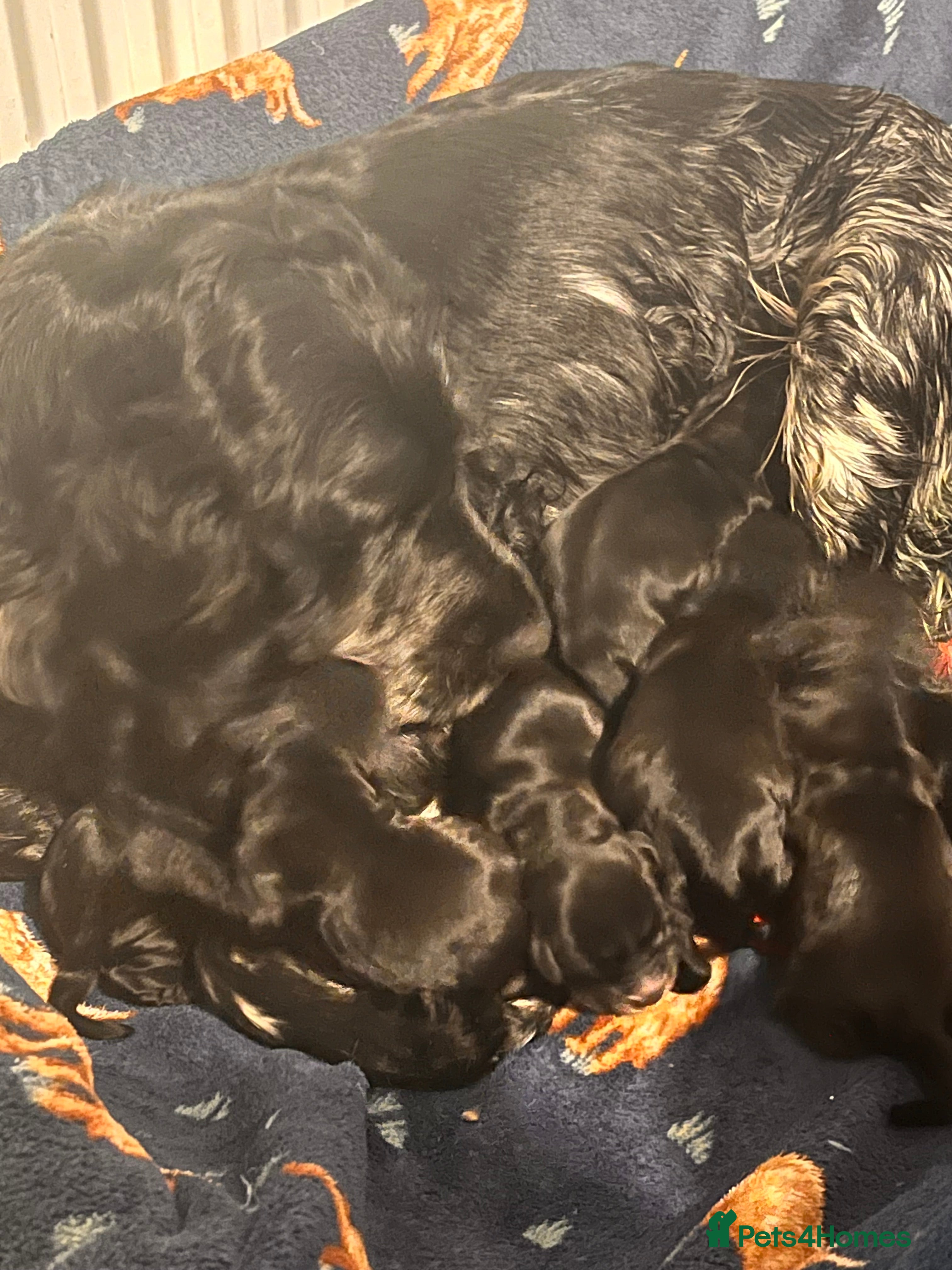 Cocker Spaniel dogs Show type cocker spaniel  in Carluke - Advert 1