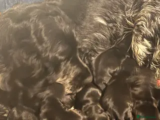 Cocker Spaniel dogs Show type cocker spaniel in Carluke - Advert 1