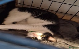 Domestic Shorthair cats for sale: Beautiful Duchess  - Image 2