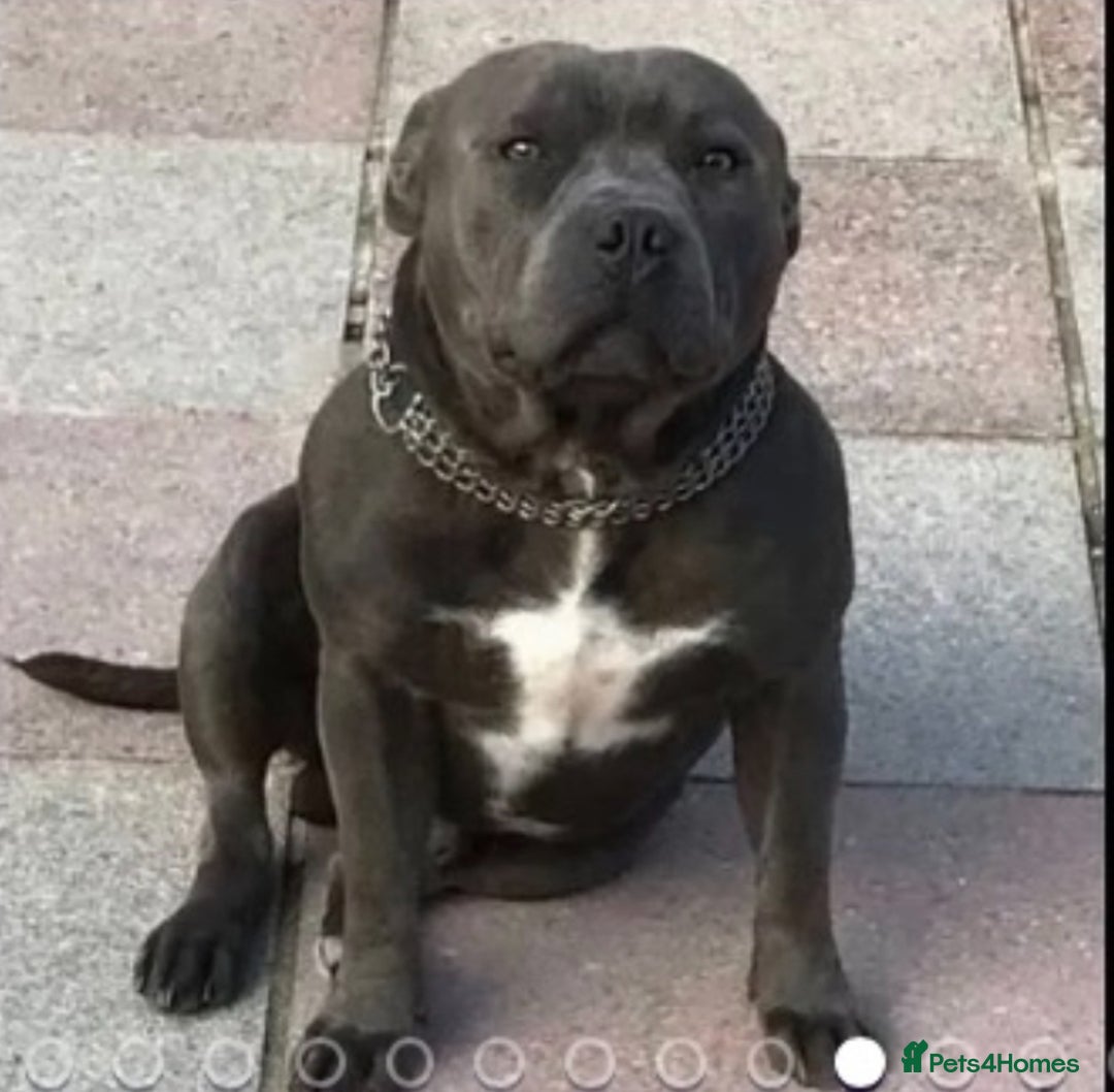 Staffordshire Bull Terrier dogs for sale: 🐾Reduced♥️World Famous Samtan Dozer & C in Swansea - Image 20
