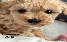 Cavachon dogs for sale: Super friendly, Litter trained Cavapoochon’s - Image 5