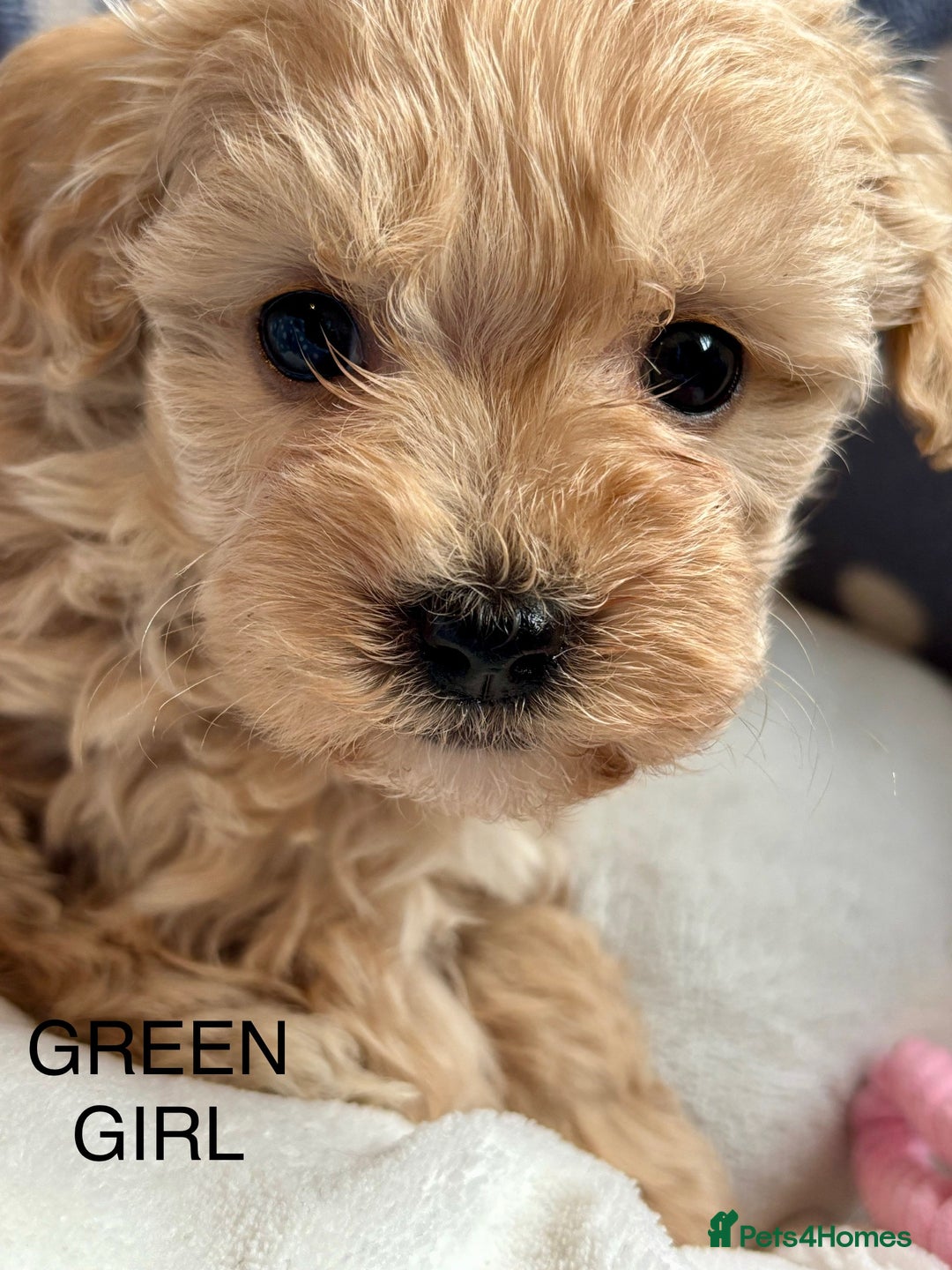 Cavachon dogs for sale: Super friendly, Litter trained Cavapoochon’s - Image 5