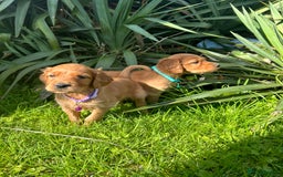 Mixed Breed dogs for sale: Beautiful litter of Golden Irish Puppies  - Image 10