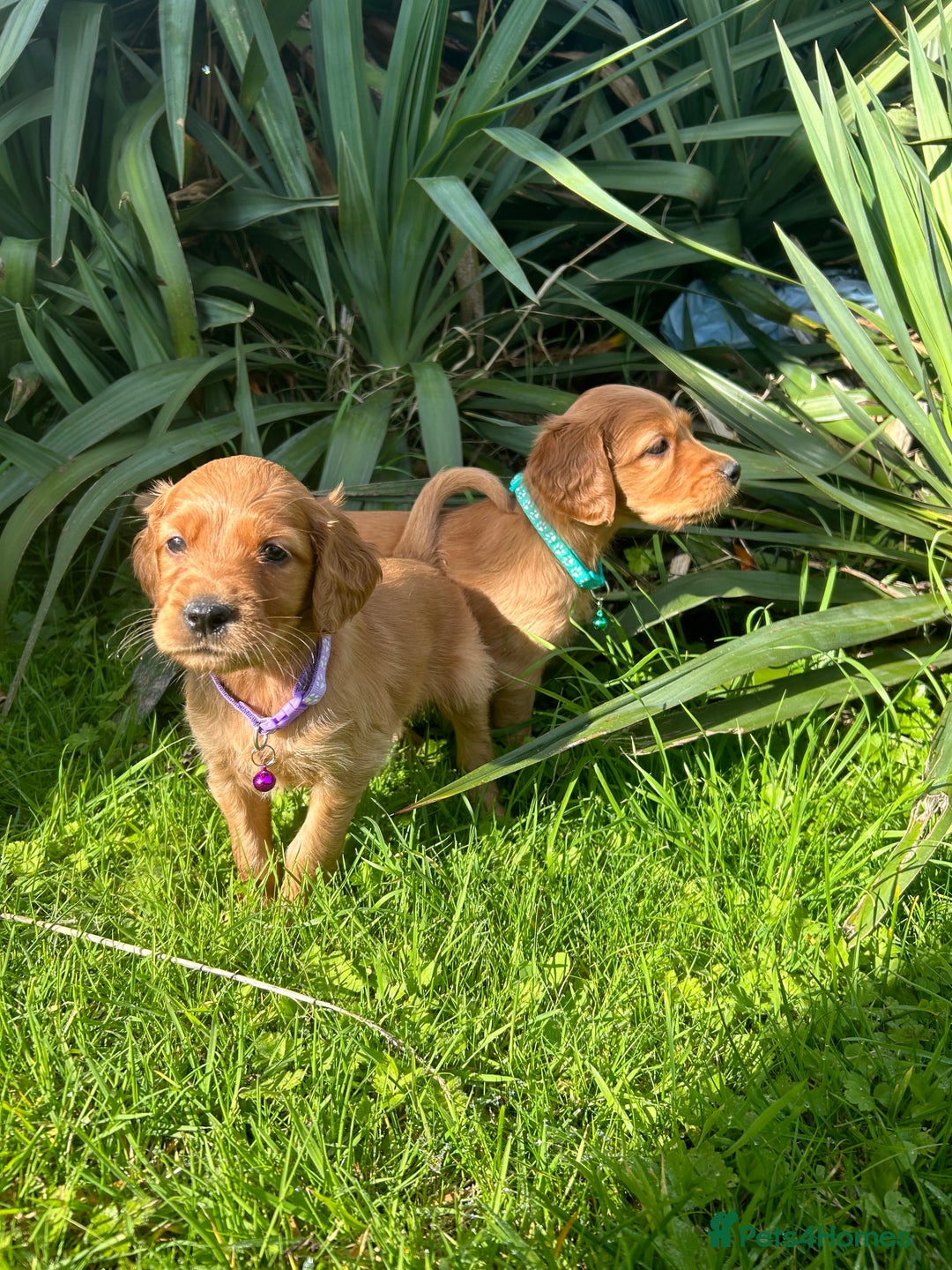 Mixed Breed dogs for sale: Beautiful litter of Golden Irish Puppies  - Image 10