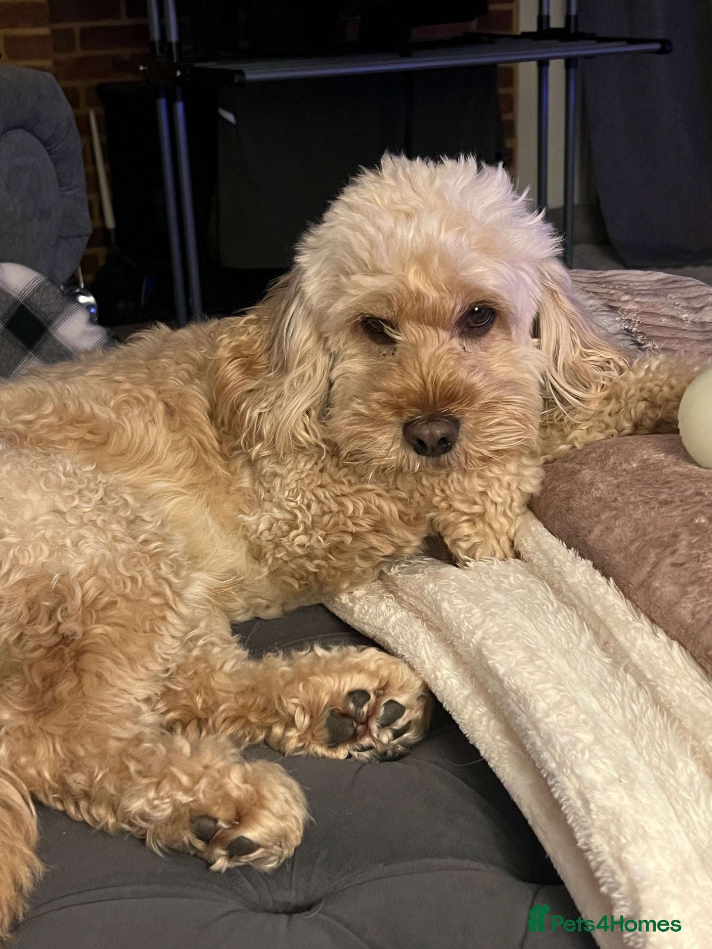 Cockapoo dogs Rosco - Cockapoo experienced stud - Advert 2