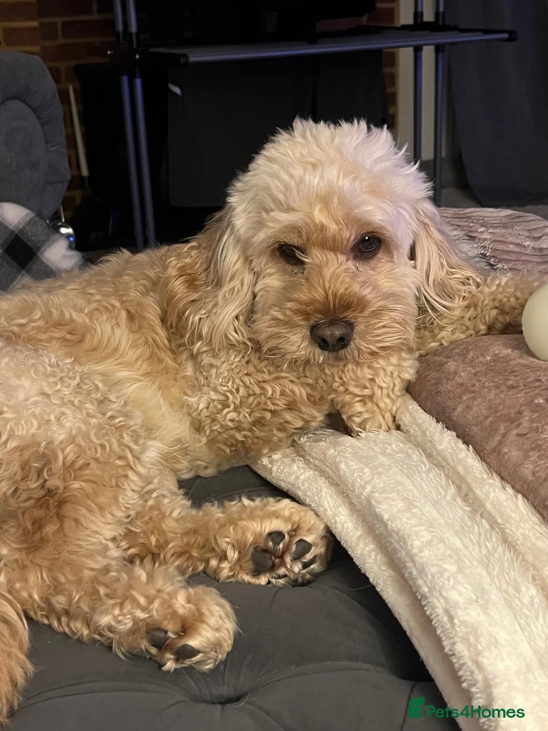 Cockapoo dogs for stud: Rosco - Cockapoo experienced stud in Witham - Advert 1