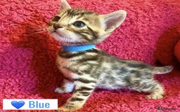 Bengal cats for sale: Beautiful Bengal Kittens  - Image 18