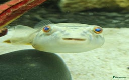 Pufferfish fish for sale: Fahaka puffer fish  - Image 7