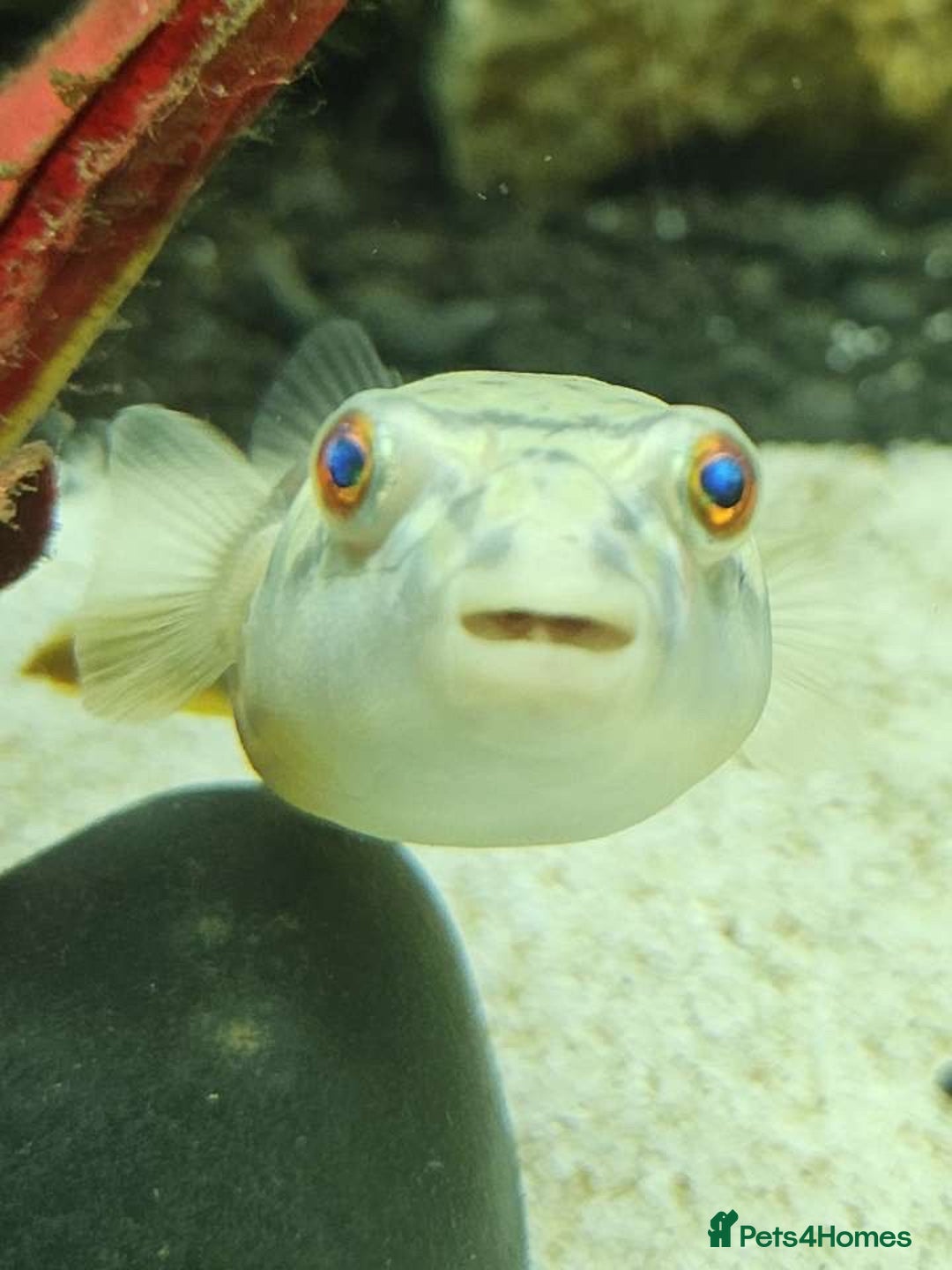 Pufferfish fish for sale: Fahaka puffer fish  - Image 7