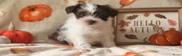 Miniature Schnauzer dogs for sale: KC Chocolate, Choc & Tan, Choc Parti Parti  - Advert 4