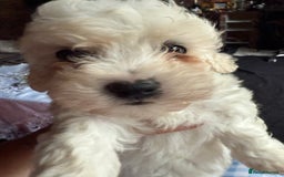 Maltese dogs for sale: Bichon puppies for sale ready to go! - Image 3