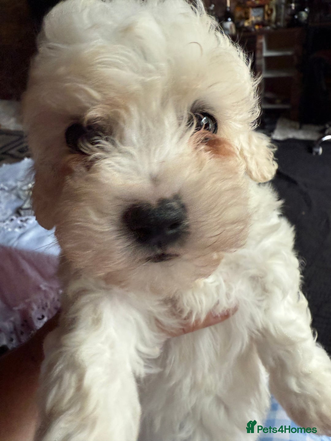 Maltese dogs for sale: Bichon puppies for sale ready to go! - Image 3
