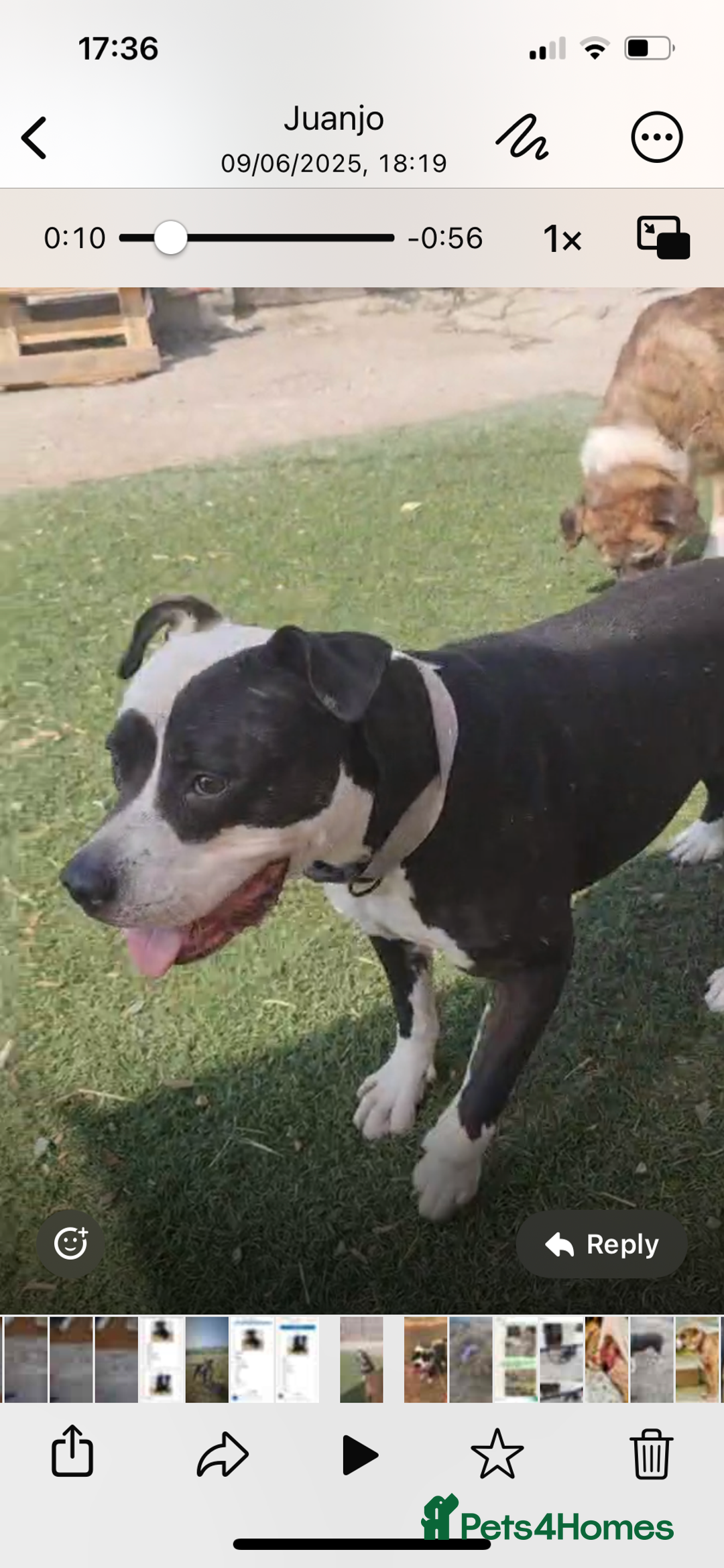 Mixed Breed dogs for adoption: ❤️ HERA the dog with a beautiful heart ❤️ - Image 17