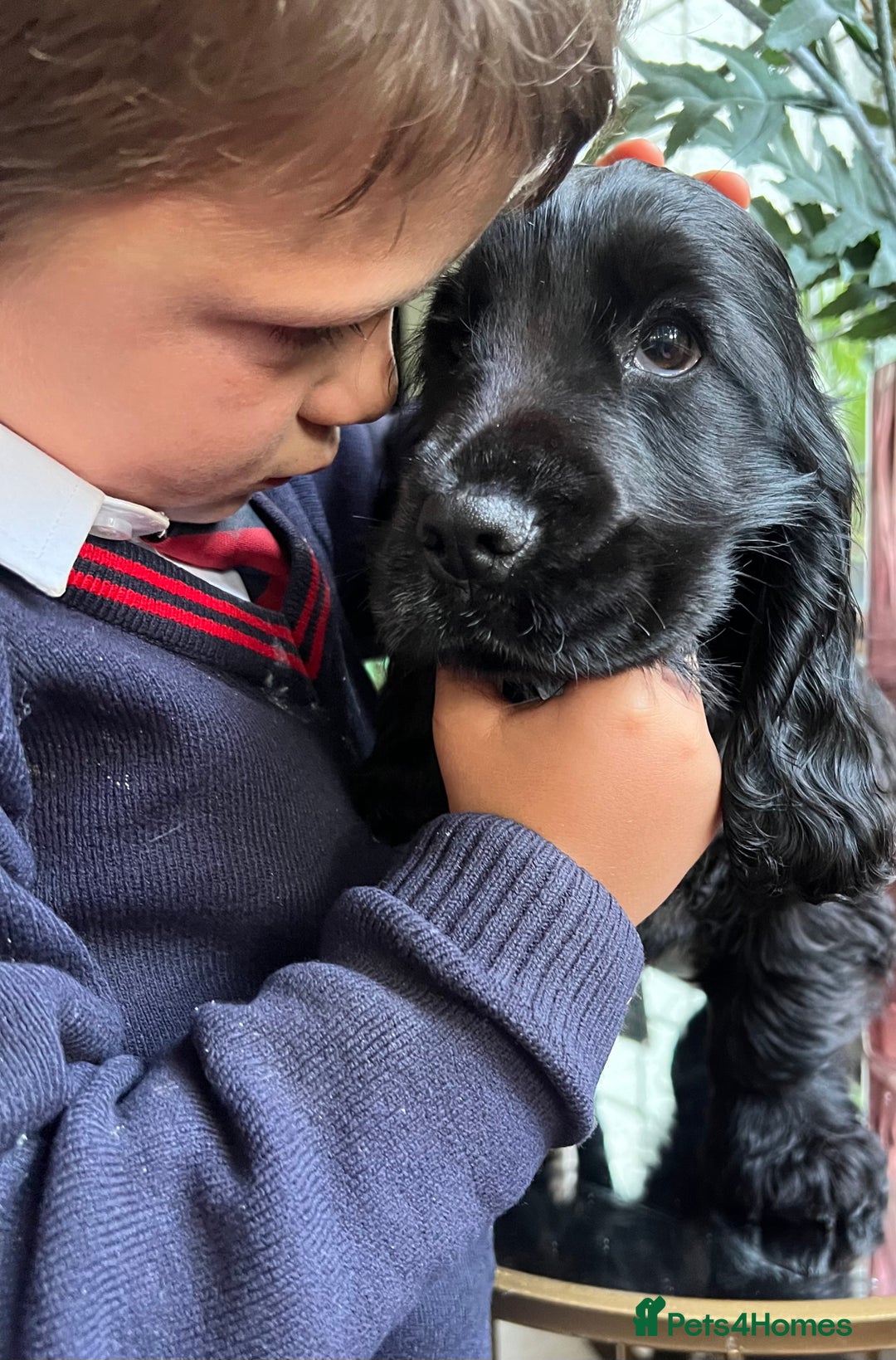 Cocker Spaniel dogs for sale: Super healthy KC Show Type from small litter - Advert 9