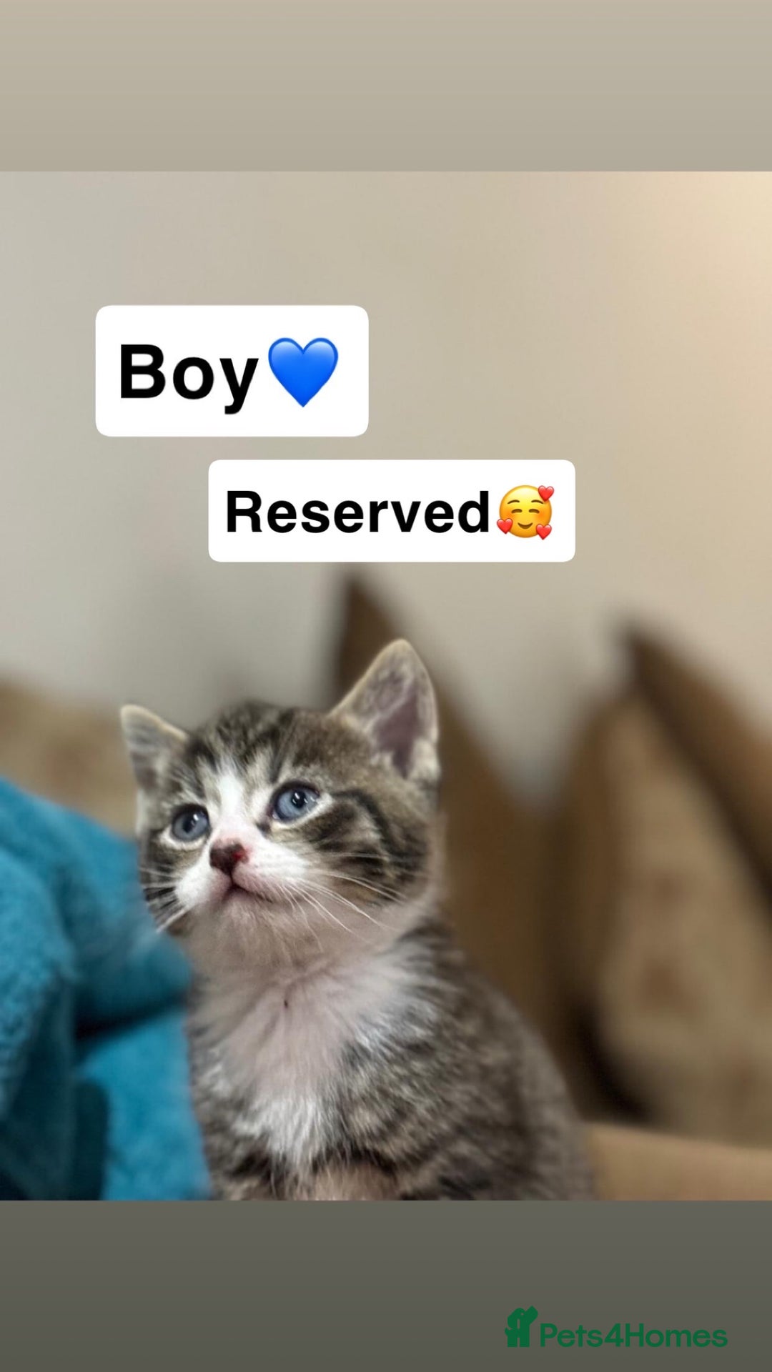 Mixed Breed cats for sale: Kittens for sale  - Advert 12