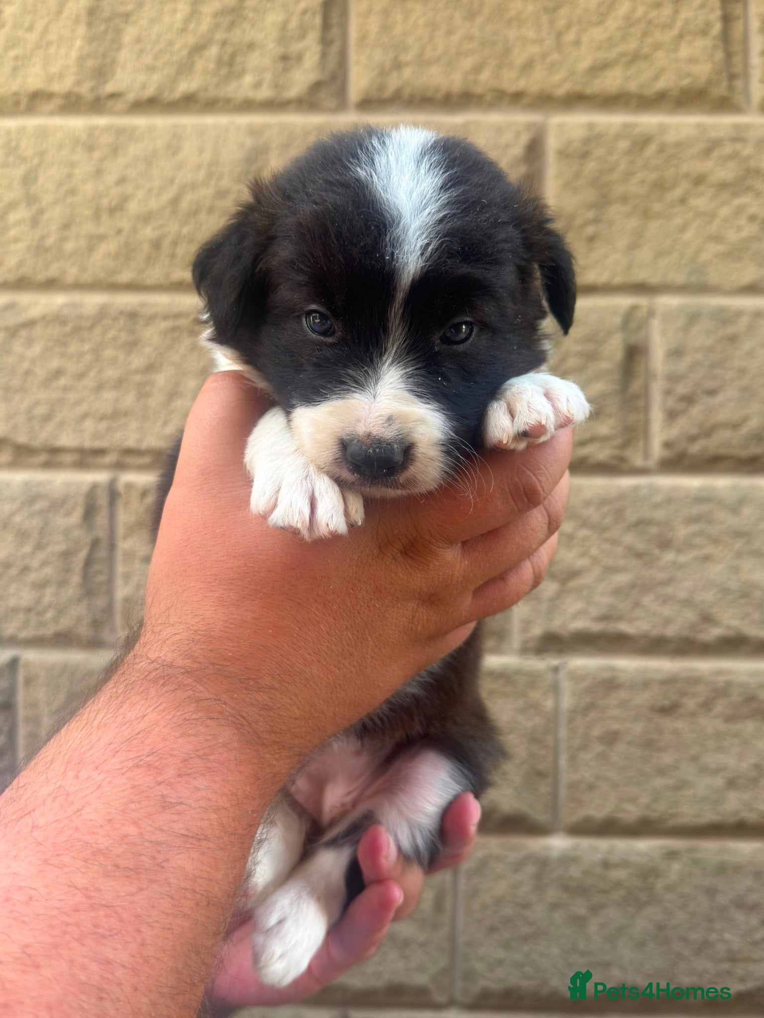 Border Collie dogs KC REGISTERED beautiful border collie pups  - Advert 2