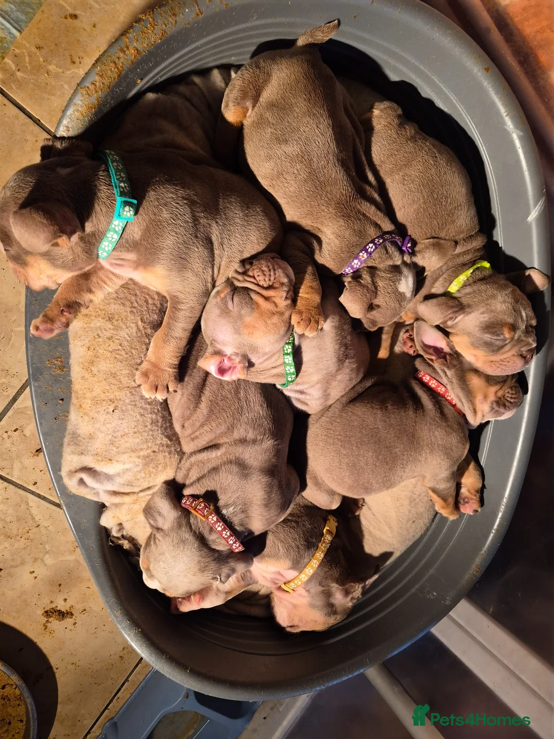 English Bulldog dogs for sale: Here i have a beautiful litter of English Bulldogs - Advert 2