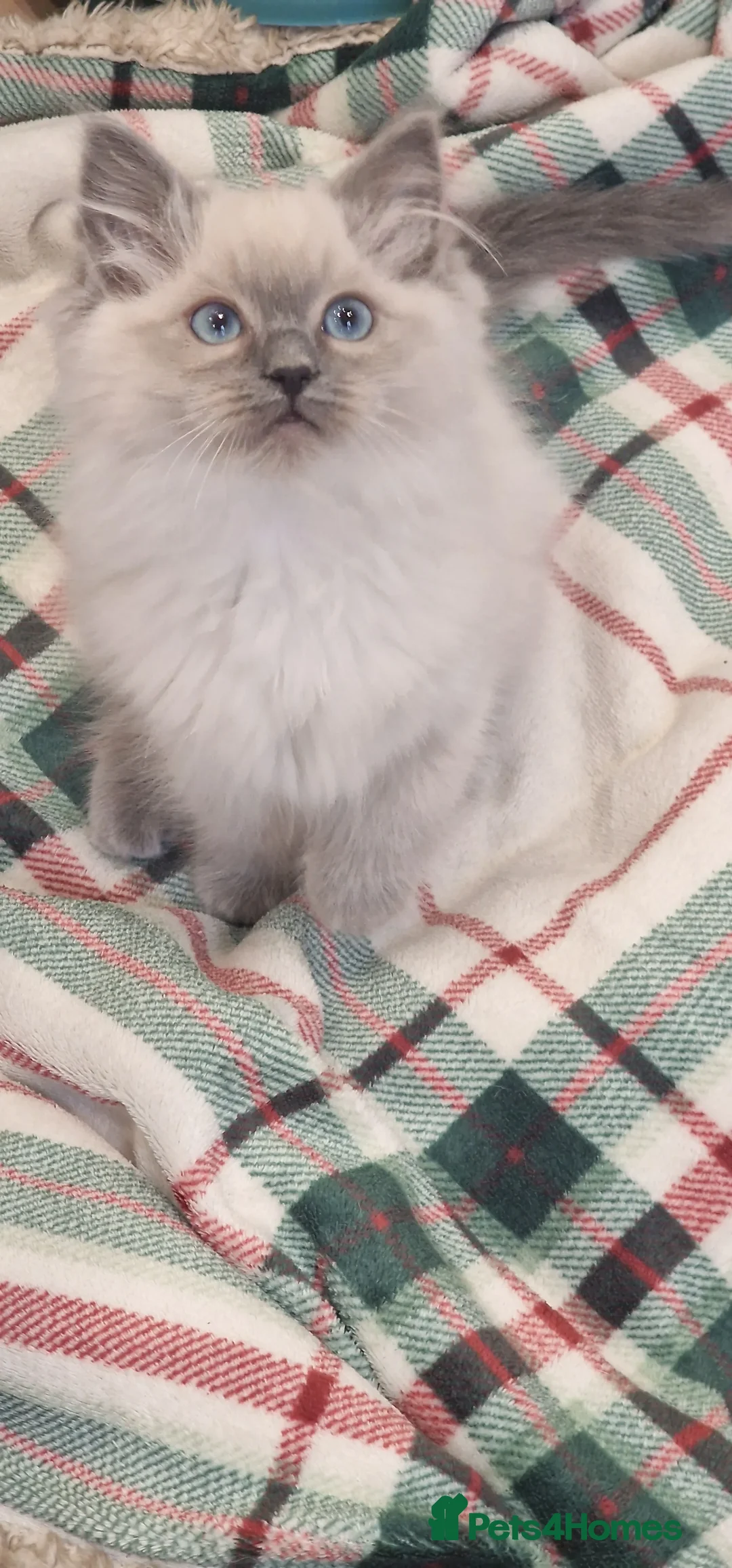 Ragdoll cats for sale: Rag doll kitten for sale  - Advert 2