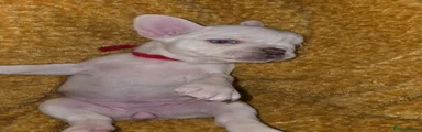 French Bulldog 3