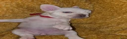 French Bulldog dogs for sale: French bulldog puppies - Advert 5