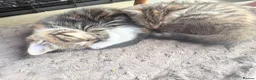 Mixed Breed cats for sale: Beautiful kittens looking for their forever home in Derby - Advert 5