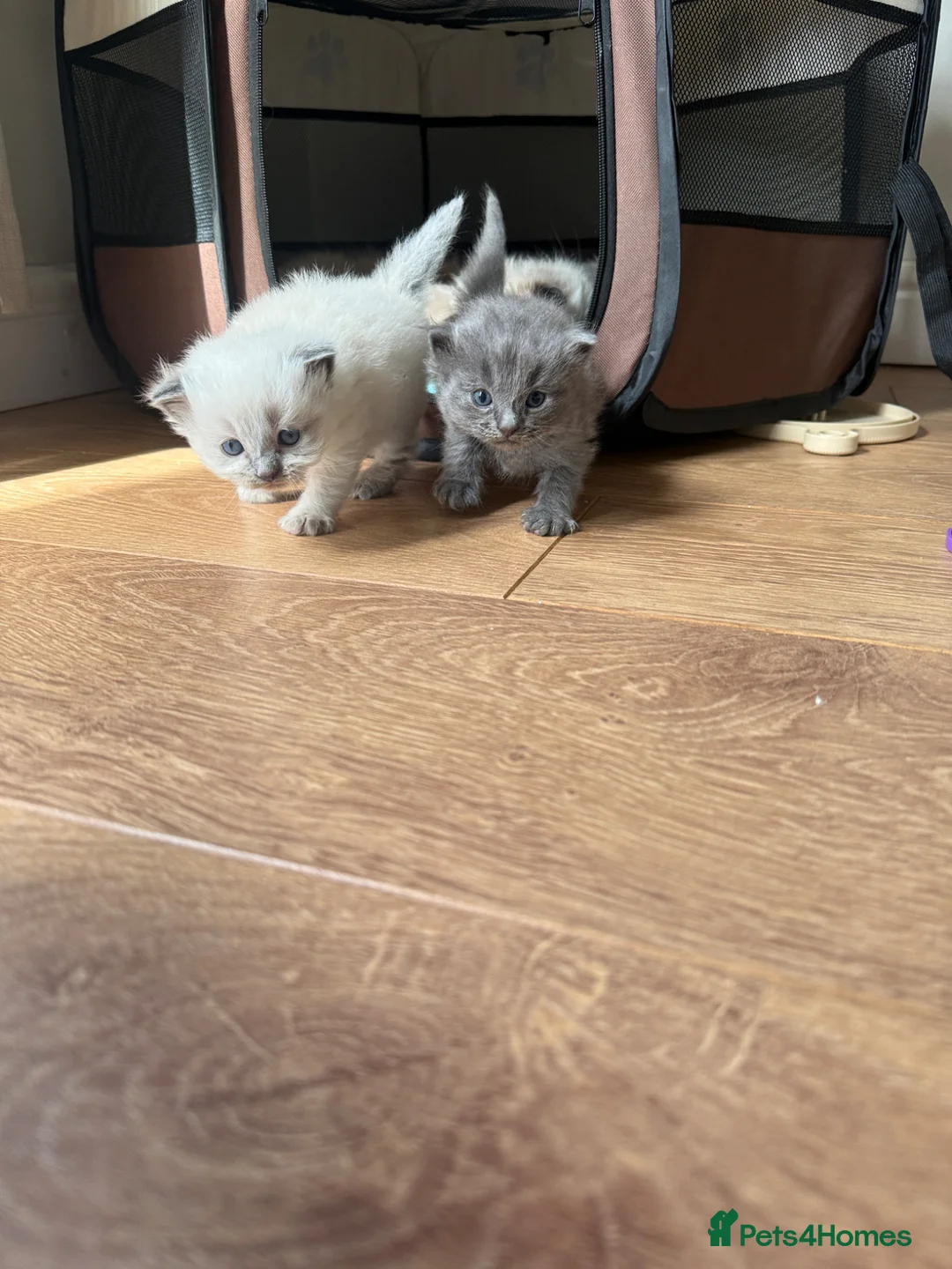 Ragdoll cats for sale: Ragdoll x BSH kittens  - Advert 2