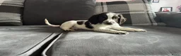 English Springer Spaniel dogs for sale: English Springer Spaniel  - Advert 8