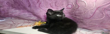 British Shorthair Male 1