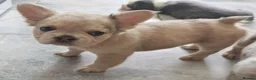 French Bulldog dogs for sale: Price reduced Fluffy French Bulldogs - Advert 27