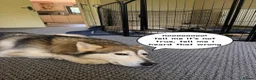 Mixed Breed dogs for sale: Husky Hybrid Puppies (Utonagans)  - Advert 15
